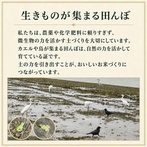 【先行予約】令和8年産 特別栽培米コシヒカリ 20kg新潟県田上町