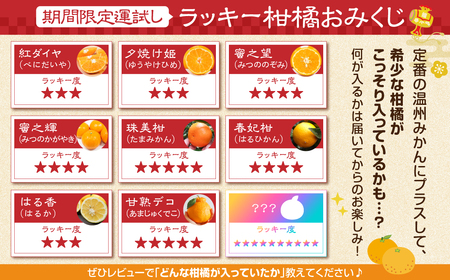 【6回お届け】極甘温州みかん『みかん丸』5kg 温州みかん