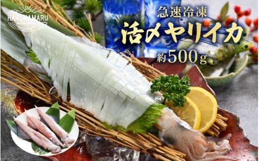イカ お刺身で食べる 天然 ヤリイカ 約500g 入手困難 活きたイカをご提供している漁師が活〆！急速冷凍 鮮度格別！若狭湾 福井 地物 海鮮 個別包装 真空パック 刺身 イカ丼 いか丼 焼きイカ 焼きいか 姿焼き 煮付け フライ 炒め物 [m36-a013]