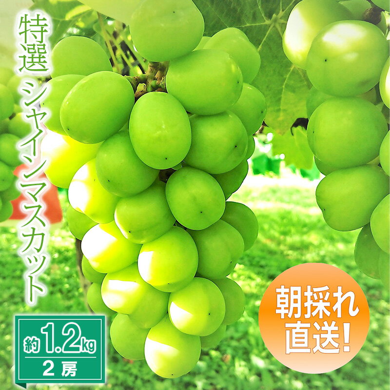 【ふるさと納税】特選シャインマスカット約1.2kg 2房