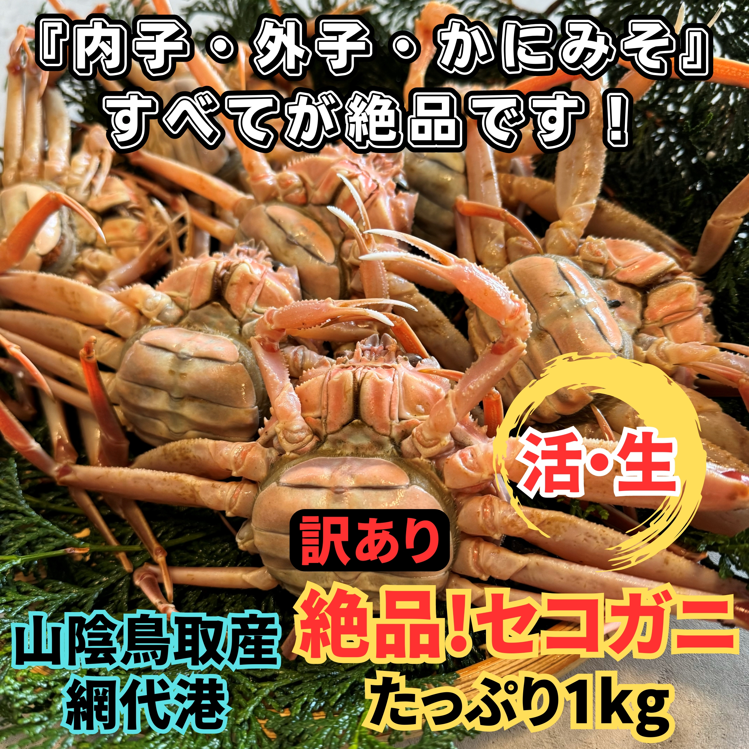 【22032】鳥取網代港【訳あり】活！絶品セコガニ1kgセット※お届けは2026年11月～【さかなや新鮮組】