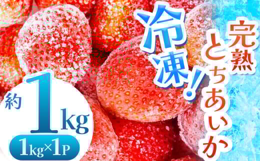 【数量限定】 完熟！冷凍とちあいか 約1kg |  グラム数 選べる いちご とちあいか 冷凍 冷凍イチゴ スイーツ ジャム スムージー たっぷり 大粒 甘い 美味しい 果物 デザート 栃木県 真岡市 送料無料