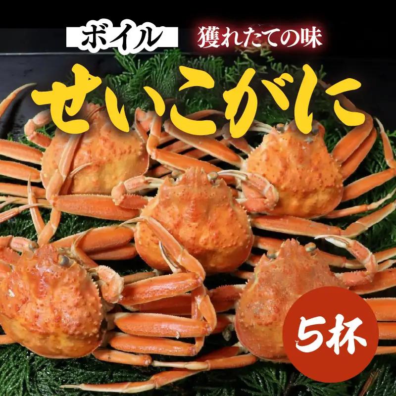 【先行予約】ボイルせいこがに 5杯 《 獲れたての味！》 ／期間限定 茹で ボイル 冷蔵 蟹 カニ 福井県 あわら市 海鮮 冬 旬 ※2026年11月中旬～2026年12月下旬の間で順次発送 [aw002-x001]