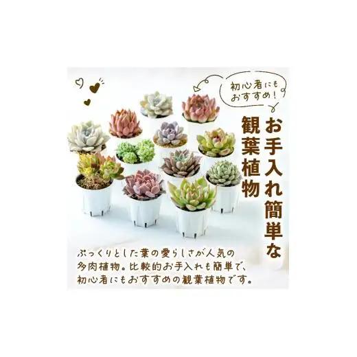 多肉園 おひさま エケベリア 4苗セット