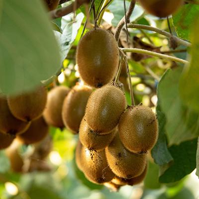 ふるさと納税 掛川市 農園直送!訳アリキウイフルーツ2kg〜2.4kg(24個〜30個) |  | 02