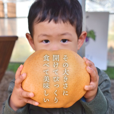 【2025年発送】あたご梨 上級品 2玉入(1kg級/玉)(岡山県産)  お歳暮やギフトにおすすめ【1559830】