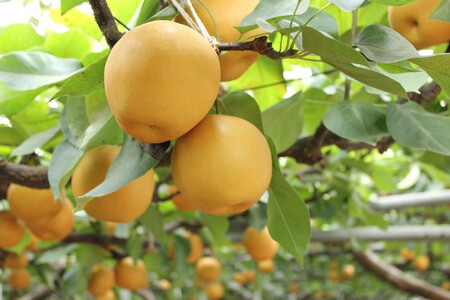 梨「新高」約4kg（4～6玉入）【松崎果樹園】