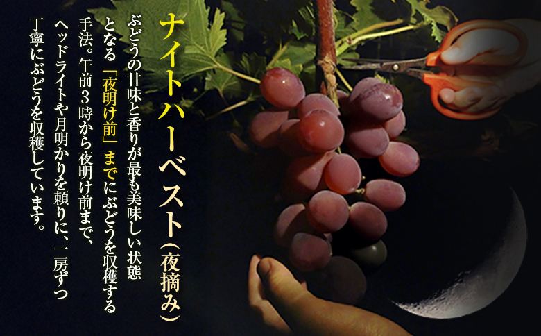 ［ご自宅・ご家庭用］ブドウ 2026年収穫・発送 ナイトハーベスト(夜摘み)『旬の種無しぶどうセット』 合計800g以上 3～4房 希少 人気 ブドウ フルーツ 果物【B668-26】