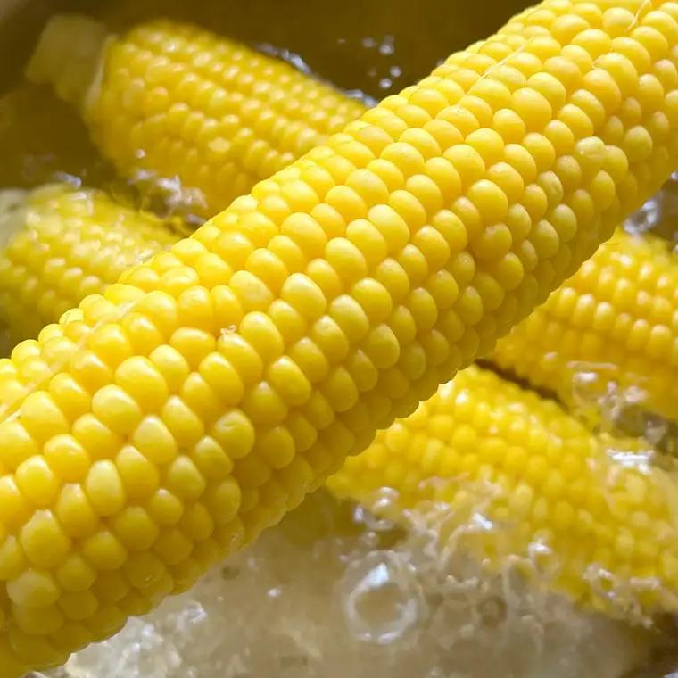 とうもろこし おおもの 6kg 訳あり 農家直送 朝採り【 先行予約2027年7月中旬発送】