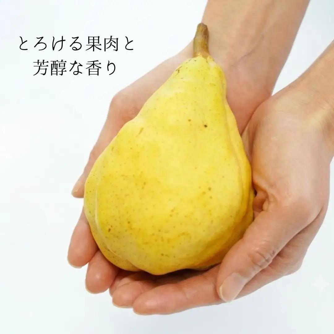 先行予約 ル レクチエ 自家用 約4kg (10~14個) [11月下旬から発送予定] 洋梨 ル・レクチェ 新潟県産 ルレクチェ [石田フルーツガーデン] 【015S068】