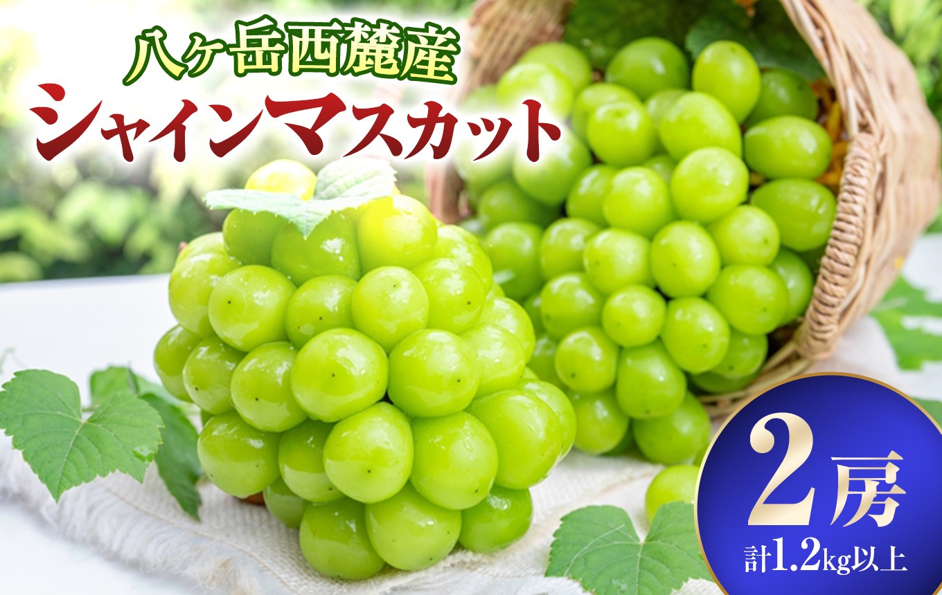 
                  八ヶ岳西麓産 シャインマスカット 2房 ( 計 1.2kg 以上 )【2026年9月中旬～発送】| シャインマスカット 葡萄 ぶどう くだもの フルーツ 新鮮 グルメ 信州 八ヶ岳 長野県 諏訪郡 原村
                