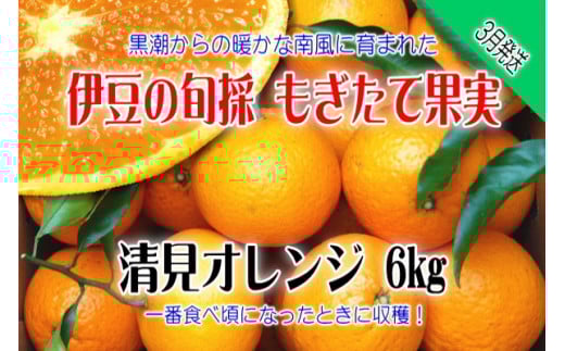 【伊豆のみかん・柑橘】もぎたて果実　清見　オレンジ　6kg　A025 ／ 収穫体験農園ふたつぼり　柑橘　フルーツ　静岡県　東伊豆町
