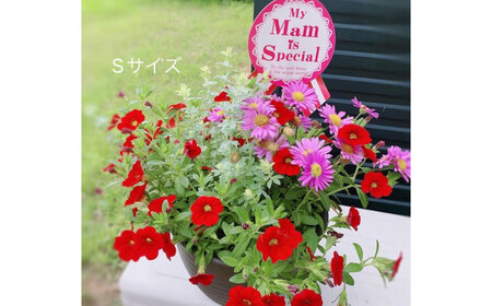 季節の寄せ植え (おまかせ5種類 小) / 寄せ植え 花苗 鉢【GreenlifeYoshimura】[BHBG002]