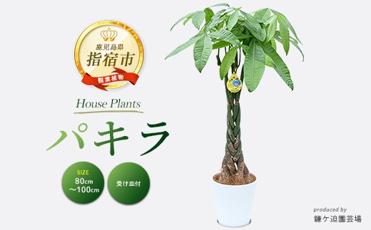 
                  2026年3月上旬～発送【観葉植物】パキラ80cm～100cm(鎌ヶ迫園芸場/IB086-004) 南国鹿児島県で育った 観葉植物！植物 鉢付 インテリア 室内 オフィス おしゃれ プレゼント ギフト 開店祝い 移転祝い マイナスイオン【配送不可地域：北海道・沖縄県・離島】
                