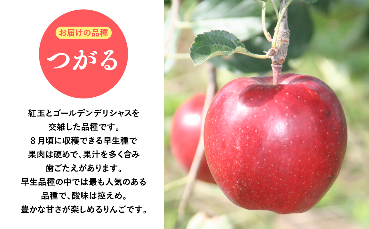2026年産9月発送　贈答用つがる5kg【青森県 平川市 そと川りんご園】9月発送 贈答 青森 青森県産 平川 りんご リンゴ 林檎 くだもの 果物 フルーツ 
