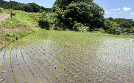 M-AE41.【玄米】桜井市粟原産 ヒノヒカリ 5kg