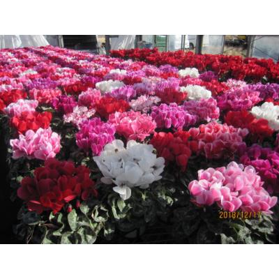 ふるさと納税 朝日町 過去に農林水産大臣賞等複数受賞…シクラメン　赤+ピンク系5号鉢(直径15cm)×2鉢セット底面給水鉢 |  | 01