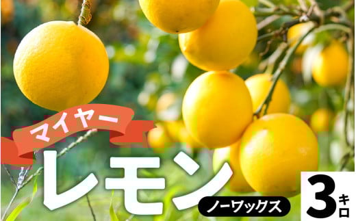 【先行予約】淡路島産 マイヤーレモン 3kg 国産レモン 淡路島 瀬戸内レモン 檸檬 lemon 柑橘 レモネード  レモンサワー【 2025年10月中旬より順次発送 】