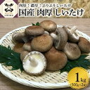 【ふるさと納税】【11月より発送開始】 国産 肉厚 しいたけ 1kg ( 500g × 2袋 ) 栽培期間中農薬不使用 青森 新規就農者応援 【 きのこ 肉 厚 】