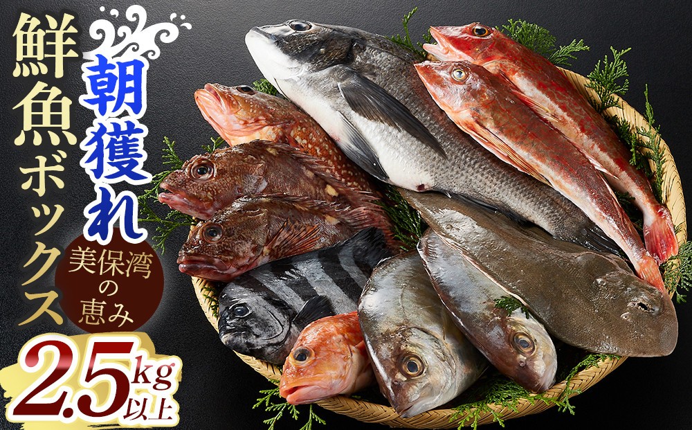 
                  ＜期間限定！＞＜4月上旬～10月末頃発送予定＞朝獲れ鮮魚ボックス「美保湾の恵み」(計2.5kg以上)
                