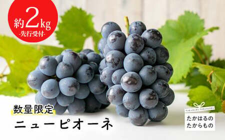 【数量限定・先行受付】久保ぶどう園のニューピオーネ約2kg(3～4房) 果汁たっぷりの美味しい大粒の葡萄 TF0273-P00005