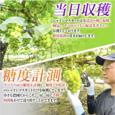 農園直送!シャインマスカット2.4kg(4～5房)朝採れ 糖度18度以上 【2025年8～9月発送】【配送不可地域：離島】