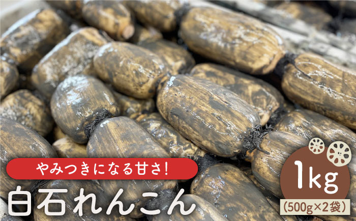 
【先行予約】やみつきになる甘さ！ 松尾青果のこだわり白石れんこん 約1kg（500g×2袋）【松尾青果】 蓮根 レンコン 野菜 根菜 [IBD002]
