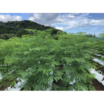 ふるさと納税 南大隅町 佐多岬モリンガ茶(80g)3袋 |  | 01