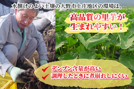 【先行予約】日本の美味い里芋！秋の味覚 上庄里芋 3kg【11月より順次発送】 [A-001005]