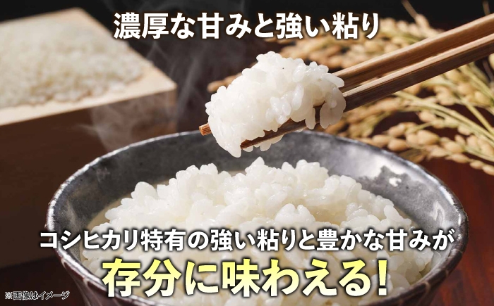 セット 米 コシヒカリ 牛肉 サイコロステーキ