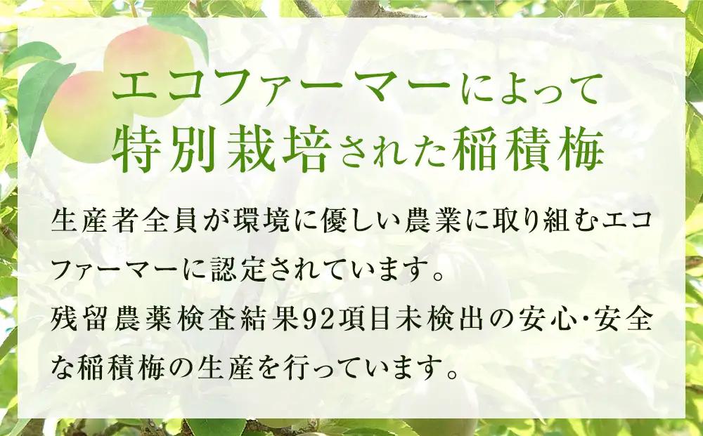 氷見稲積梅酒 原酒 2本セット（720ml×2本） ｜添加物不使用 富山県固有種 稲積梅使用 