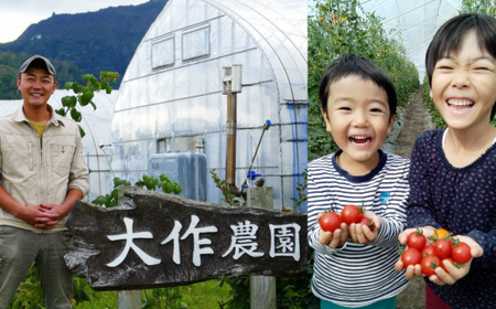 ＜2024年7月上旬よりお届け＞北海道壮瞥産 大作農園のカラフルミニトマト約1.5kg(5種以上) 【 ふるさと納税 人気 おすすめ ランキング トマト とまと ミニトマト アイコ 野菜 おいしい 大