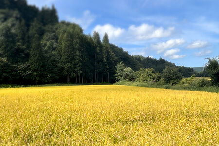 玄米 青森県産 まっしぐら 令和7年産 10kg (10kg×1袋）十和田市産