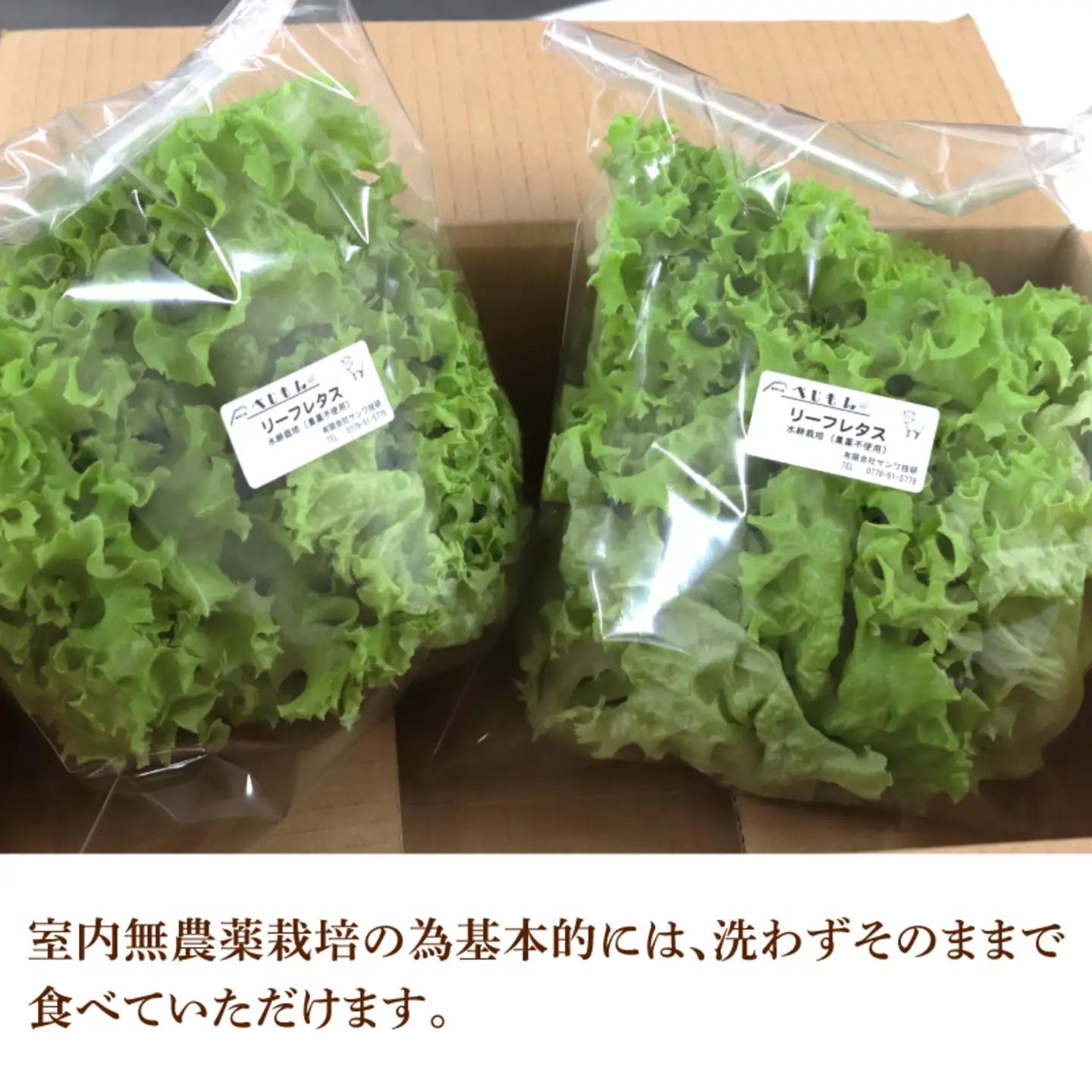 【定期便】4週連続お届け！採れたてフレッシュな無農薬リーフレタス（合計800g）野菜 葉っぱ