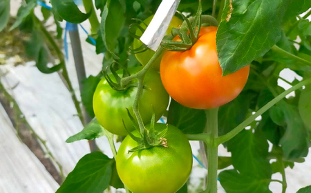 三箇牧とまと 約3.4kg[AOAI015] とまと