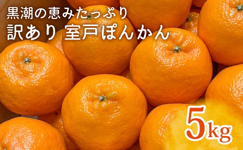 
            【先行予約受付中】ぽんかん5kg｜訳あり 室戸ポンカン LLサイズ｜高知県室戸市の自然の恵みで育った甘くて濃厚な味わい【ふるさと納税】
          