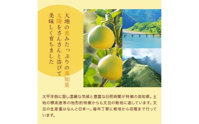 文旦 ぶんたん ブンタン 柑橘 果物 フルーツ 高知 土佐文旦