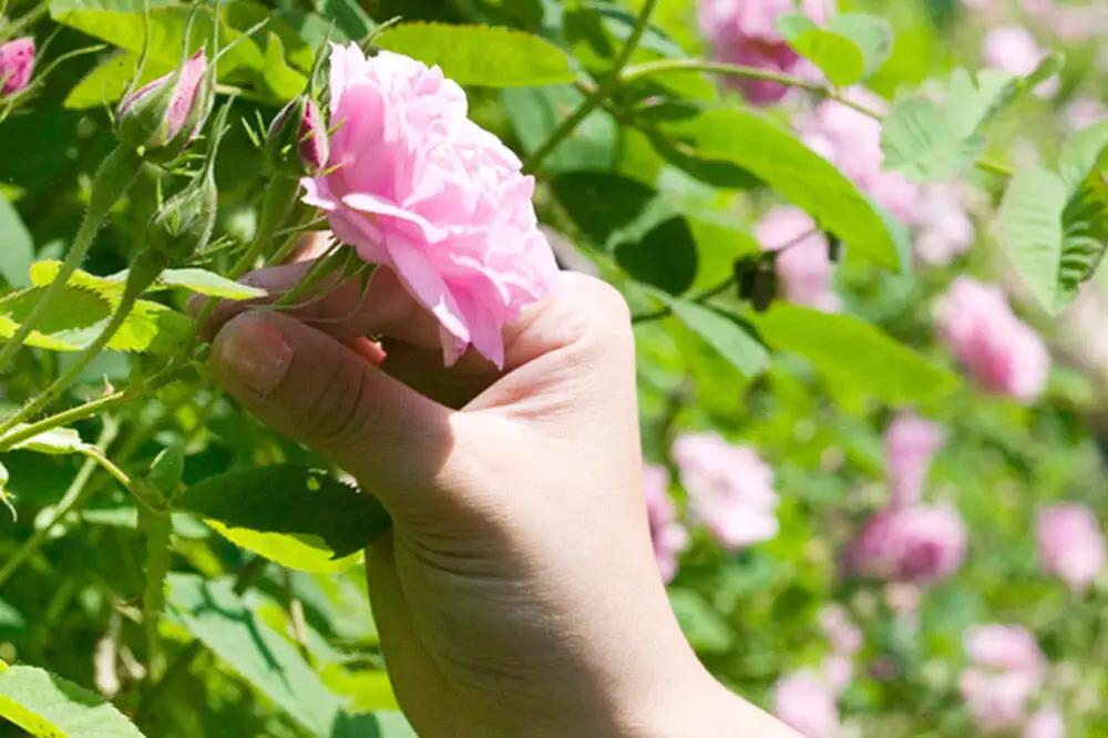 秋田薔薇園産 純粋ローズウォーター 100ml×2本 ローズメイ