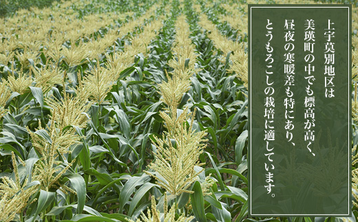 【先行予約】北海道 とうもろこし（白）8本 ホワイトコーン 令和8年産 おおとり