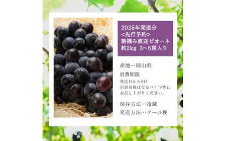 ＜2025年発送分 先行予約＞梅村ファーム 朝摘み直送 ピオーネ（3～5房入り 約2kg）【030-a014】