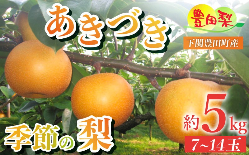 
                  【先行予約】梨 5kg セット 7~14玉 ご家庭用 なし あきづき 秋月 ご自宅用 緩衝材 キャップ 付き フルーツ 季節 旬 果物 期間 数量 限定 9月 豊田の梨 豊田町 山口 人気 下関 夏 秋
                