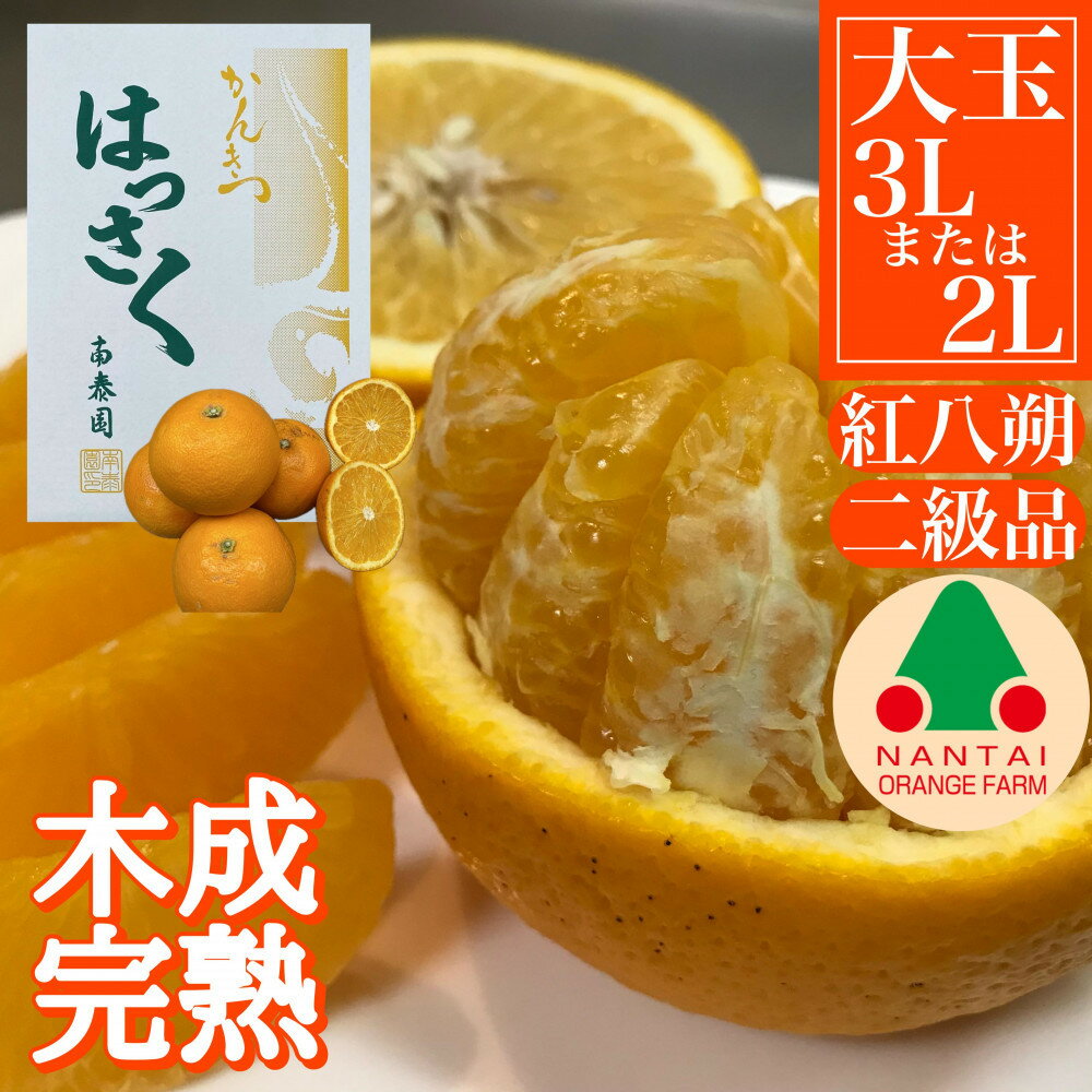 【ふるさと納税】ちょっと 傷あり 木成完熟 紅はっさく 3L × 6玉 または 2L × 7玉 サイズ 化粧箱【2027年4月上旬～発送】 | 和歌山 果物 くだもの フルーツ 柑橘 蜜柑 はっさく 紅はっさく 訳アリ 傷 箱入り 木成り 完熟 取り寄せ ご当地 期間限定