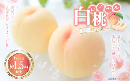 白桃 6玉（1.5kg以上） 等級：ロイヤル 化粧箱入り 【2026年7月上旬～8月上旬迄発送予定】 桃 モモ もも 果物 くだもの フルーツ 冷蔵 国産