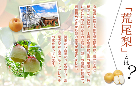 【先行予約】 訳あり 梨 荒尾梨 約 4.5kg ～ 5kg (6～18玉前後) 秋 旬 目野果実直売所《8月上旬-9月末頃出荷》熊本県 荒尾市産 なし フルーツ 果物 新鮮 愛甘水 幸水 秋麗 豊水