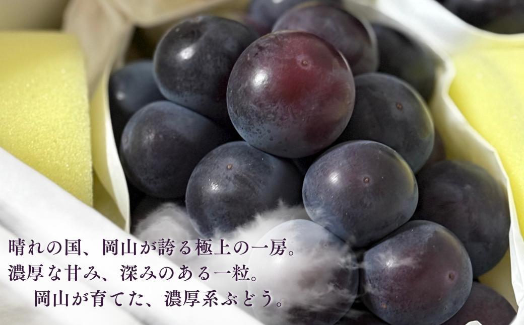オーロラブラック ぶどう 葡萄 岡山県産 国産フルーツ 果物 大粒ぶどう 種なし 甘い ジューシー 数量限定 先行予約 果実