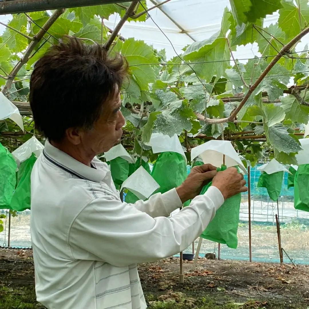【令和8年産先行予約】シャインマスカット 約2kg (3～4房) 種なし | 新潟県 五泉市 ぶどう マスカット 果物 フルーツ
