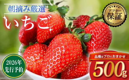 【2026年2月より発送】 先行予約 品種おまかせいちご 500g 苺 いちご いちご いちご いちご いちご いちご いちご
