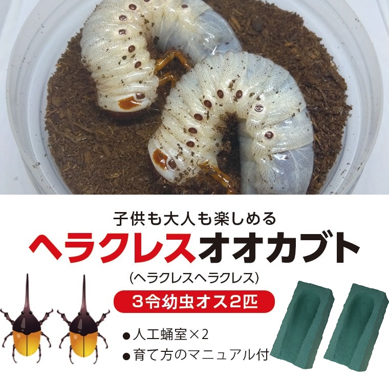 【B76002】ヘラクレスオオカブト（ヘラクレスヘラクレス）カブトムシ　3令幼虫オス2匹　人工蛹室付_イメージ1