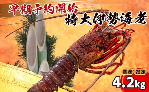 【通常配送】特大 伊勢海老 7匹 4200g ～ 以上 冷凍 ( 特大サイズ 急速冷凍 えび エビ 高級 鮮魚 海鮮 魚介 刺身 焼き物 汁物 ギフト 贈答 贈り物 祝い 歳暮 中元 ) IKY071