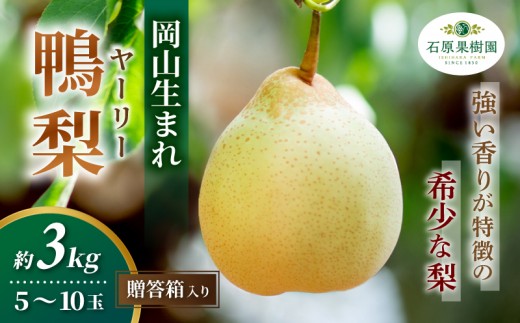 
                  梨 ヤーリー梨 鴨梨 先行予約 5～10玉 3kg 贈答箱 赤秀 岡山県産 | ヤーリー梨 鴨梨 梨 特選品 上級品 贈り物 御歳暮 果物 くだもの フルーツ 石原果樹園 【ishk016-01】
                
